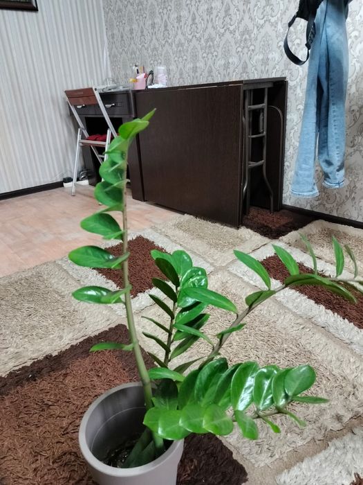 Продам долларовое дерево