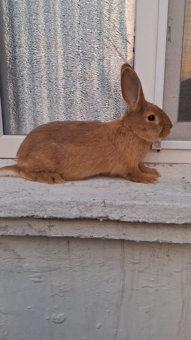 Бургун Самец  3 месячный