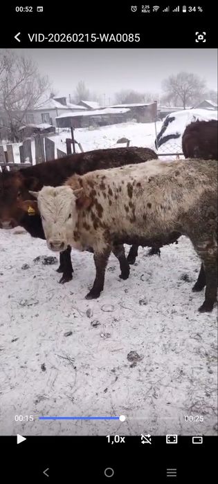 Продам молодых бычков, тёлок.