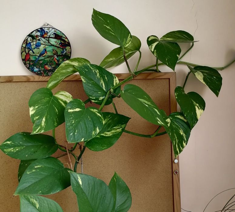 Дяволски бръшлян/епипремнум/ Цвете на парите