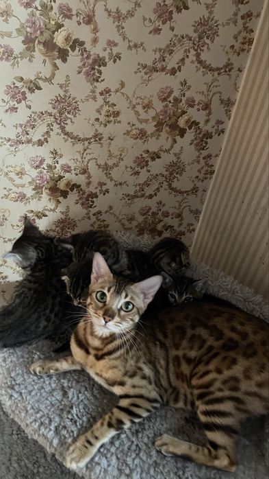 Котята    метисы