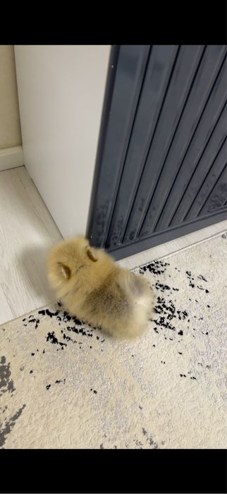 Померанский шпиц (гарантированно миник)