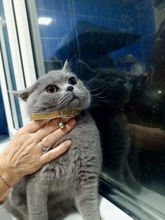 Продаётся кошечка