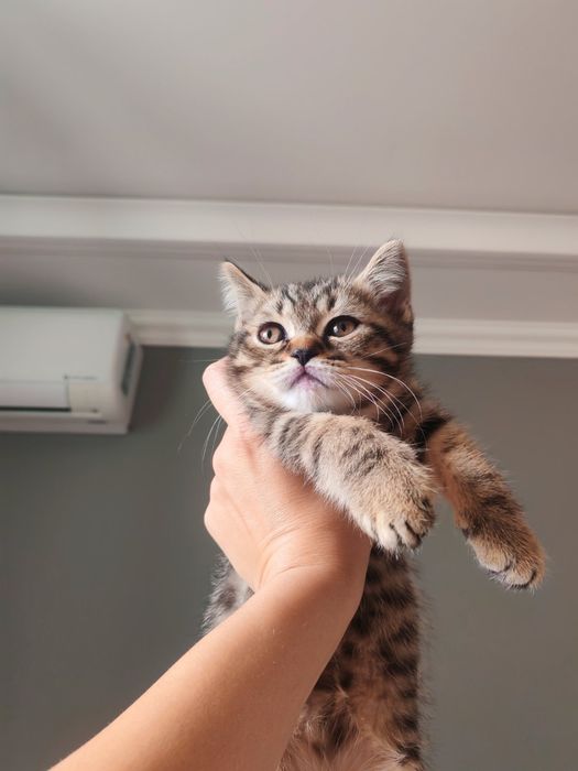 Мъжко британско коте разцветка Таби