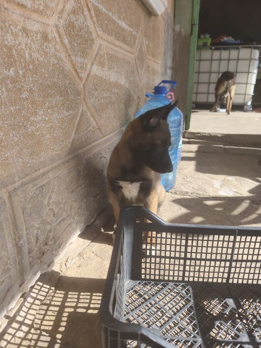 Белгийска овчарка-Малиноа