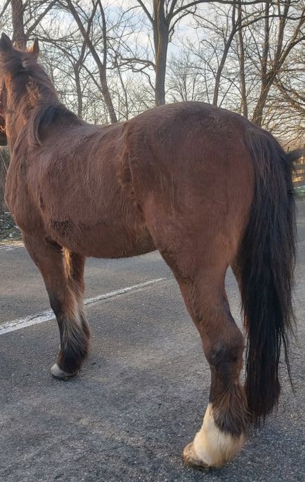 De vânzare iapă de 9 ani intime 160 foarte cuminte si domola