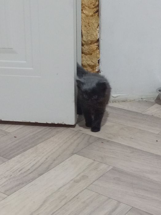 Отдам котят в добрые руки