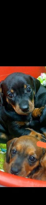 Продаю маленьких таксят