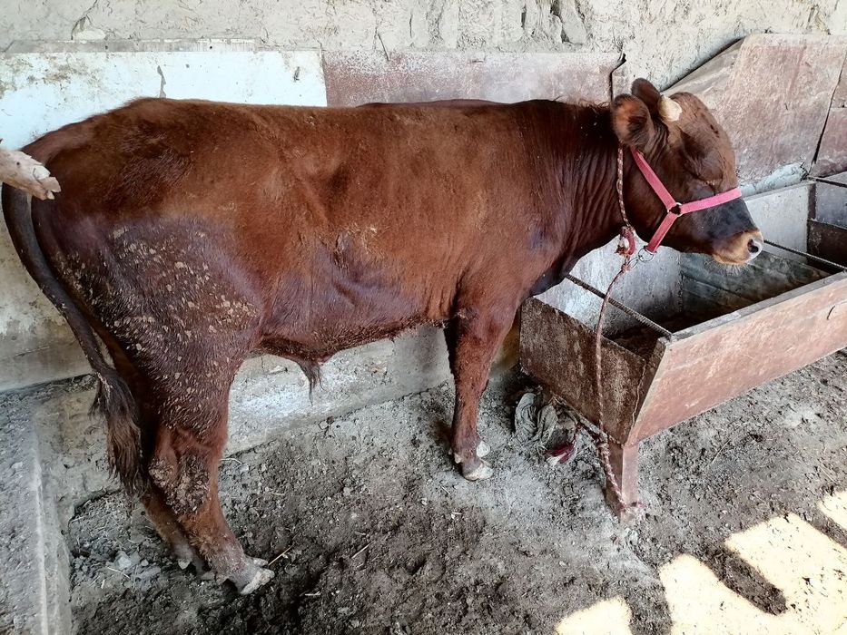 1 yarim yoshar qizil buqa