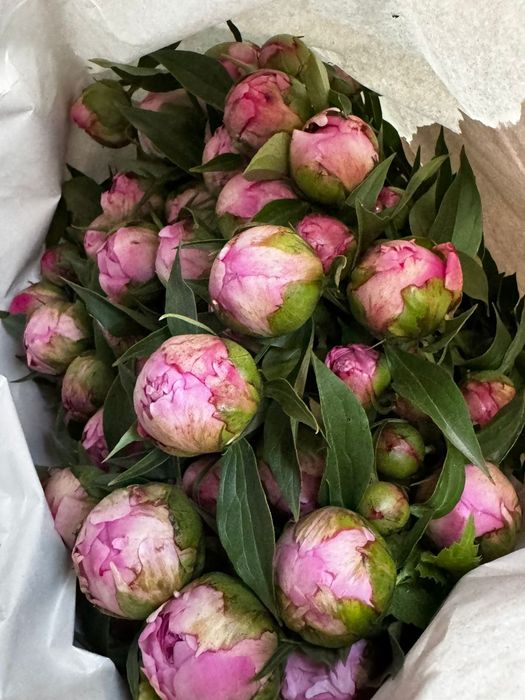 Пионы Алматы майские свежие
