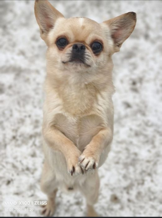 щенки чихуахуа , Резерв