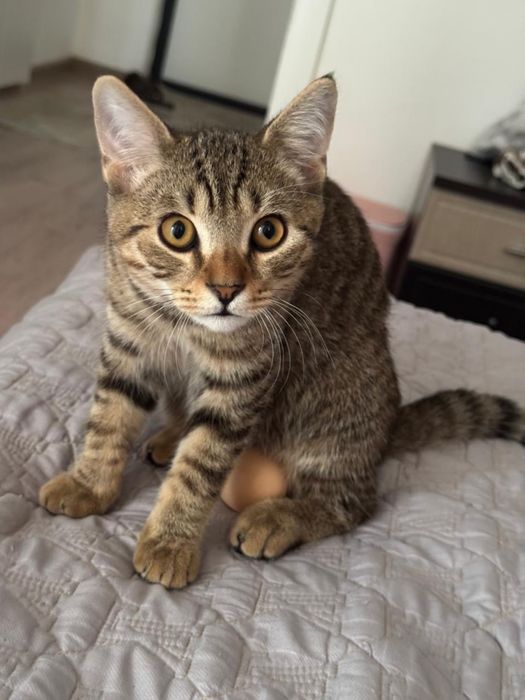 котик 5 месяцев.
