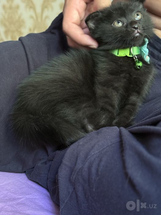 Котята бесплатно