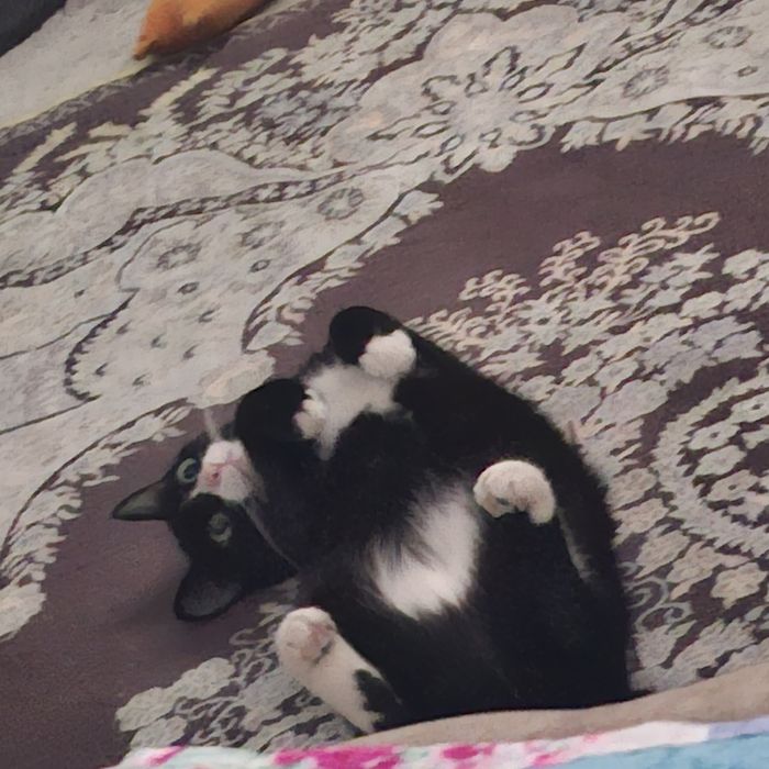 Продам кошку в добрые руки