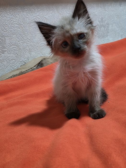 Отам в добрую  семью котенка