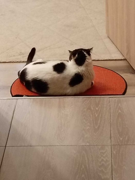 Килим и 2 пътеки