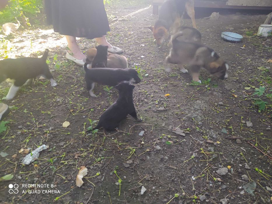 Отдам щенков в добрые руки