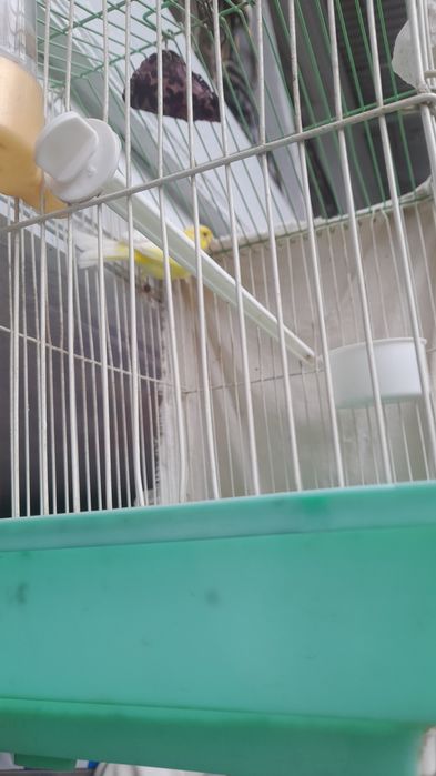 Kanareyka 600mingdan kelishtriladi