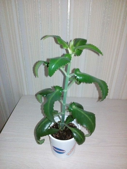 Продам цветок каланхоэ