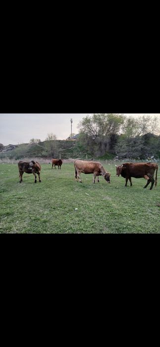 Продам коров быков