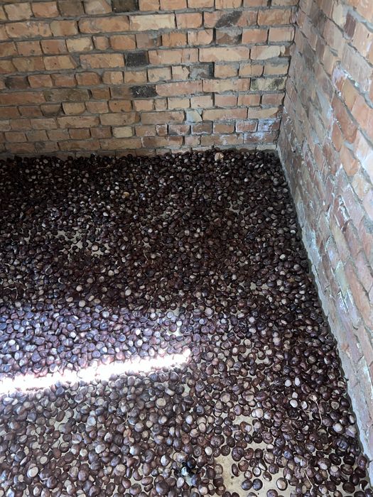 Шышка 1000 тг кг.