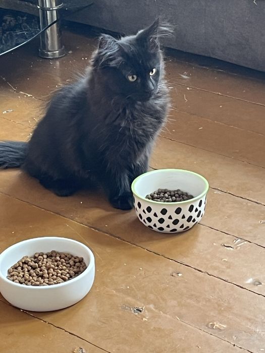 Продам котенка породы мейн кун