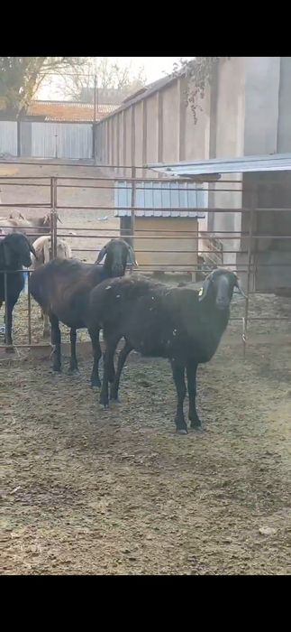 Арашан гиссар саулық қойлар