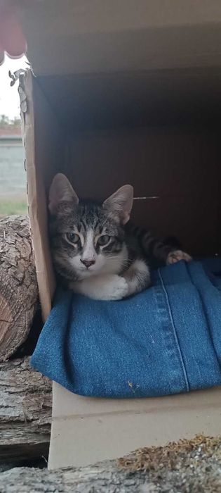 Мъжко коте на 4 месеца търси дом
