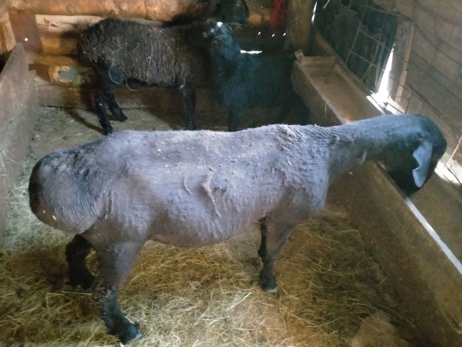 Қошқар сатам. продам Барана..