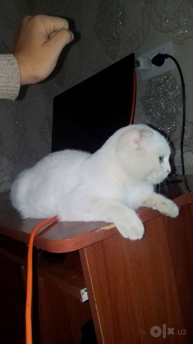 скотч фолд мушук