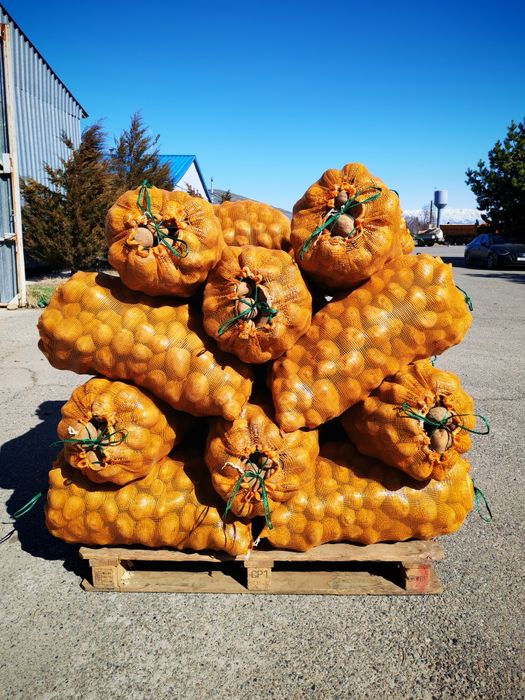 Картошка одборны