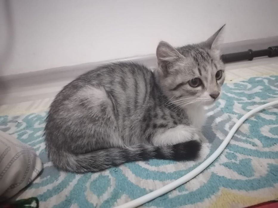 Котёнок Бесплатно