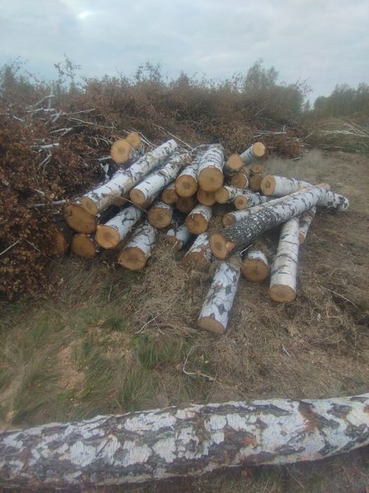 Ак кайын берёза сатылады