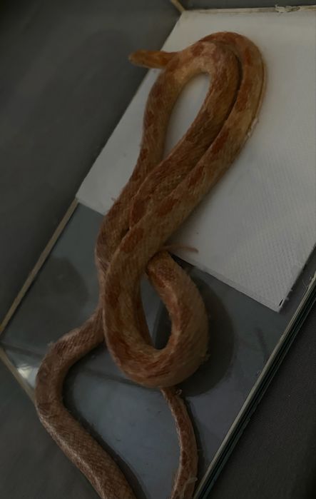 Vand sarpe corn snake cu terariu