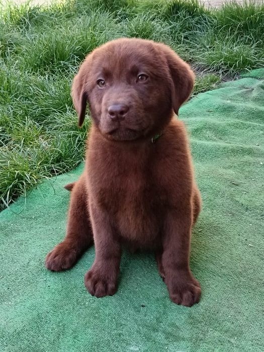 Labrador retriever pedigree