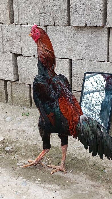 Dakan xoroz sotiladi
