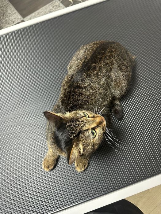 Груминг для домашних животных