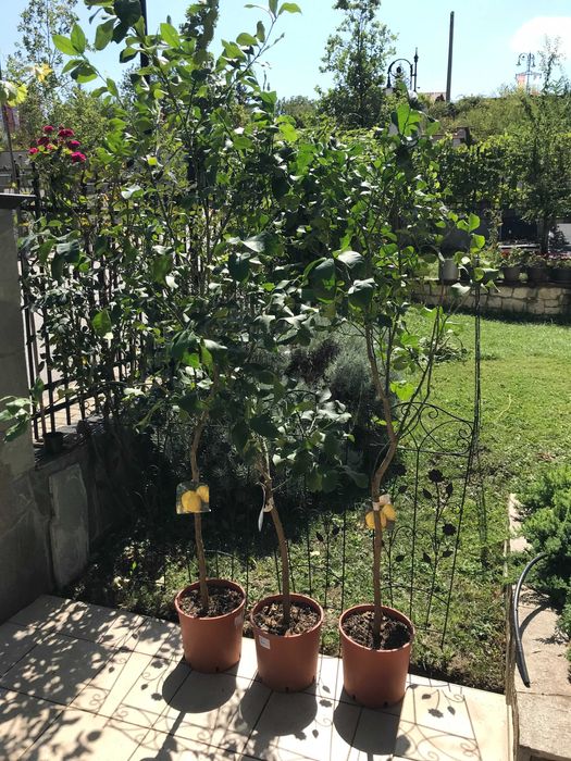 Лимон  160-190см