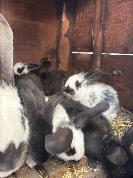 Pui de iepure de vanzare