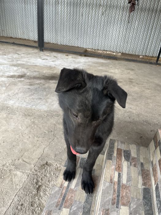 Лабрадор 6 месяцев