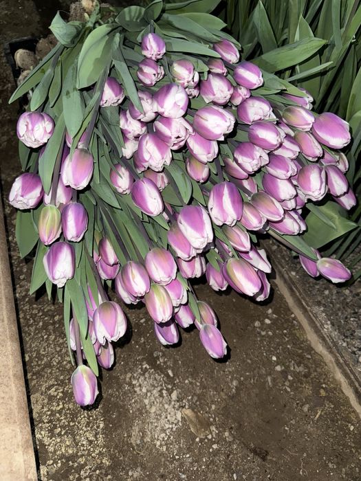 Тюльпан крупный.