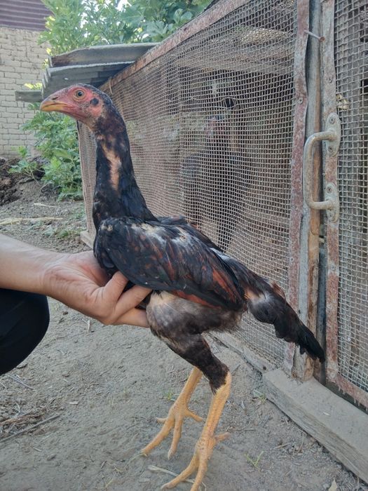 Oʻptimga sotiladi