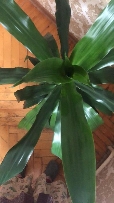 Драцена - комнатное растение