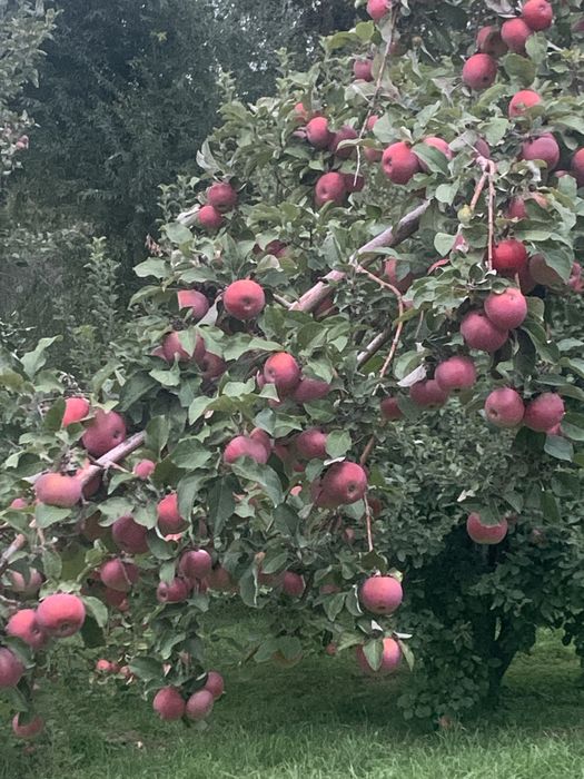 Апорт Алматинский!