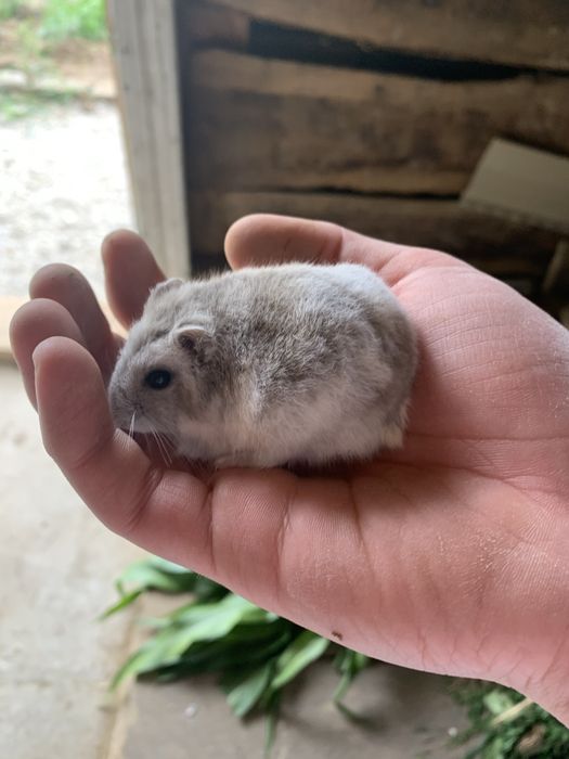 Vand hamster cu cusca