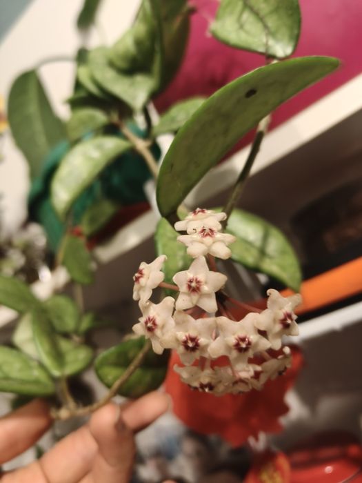 Vand hoya carnosa
