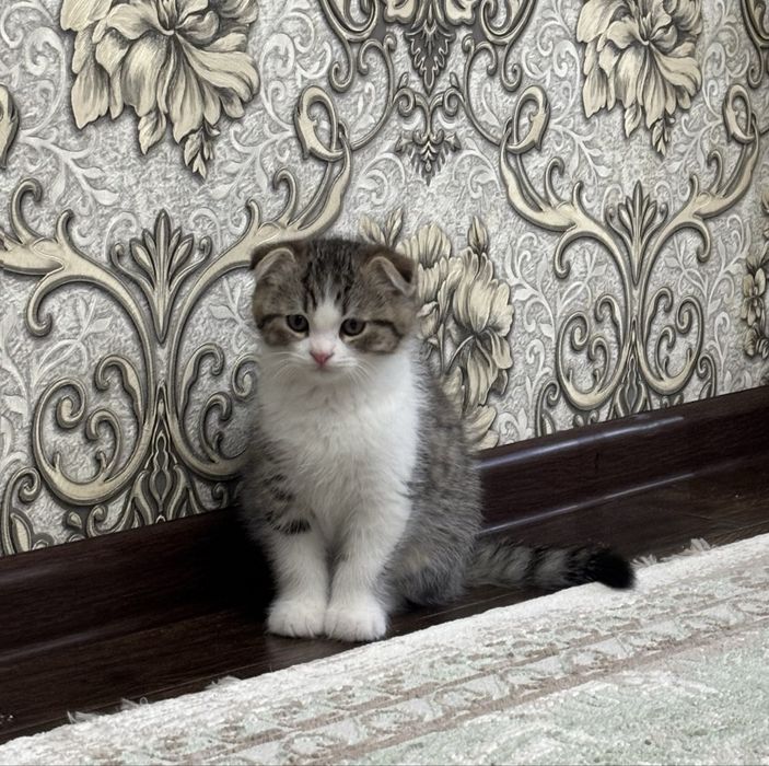 Британские котята: мальчик и девочка, необычный окрас