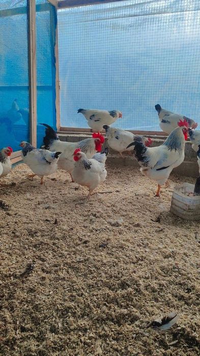 Адлер серебристый линия киргиз йилига 300 тагача тухум килади