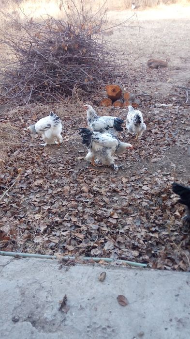 Брама хуроз 7. ойлик