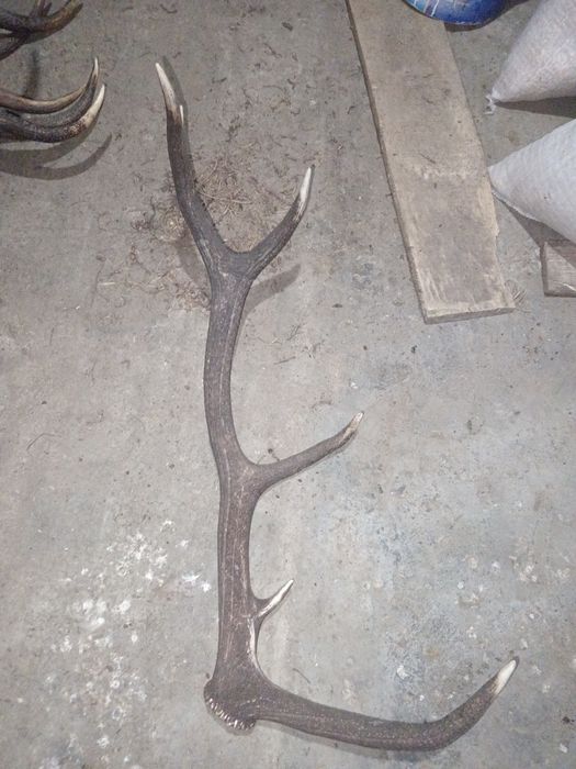 Coarne de cerb 250-400 lei buc